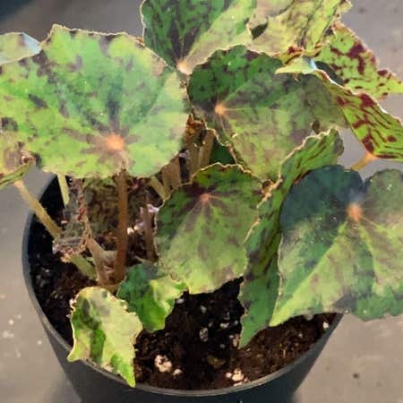 Photo of the plant species Begonia foliosa by @cmciganik named Begonia Red Planet on Greg, the plant care app
