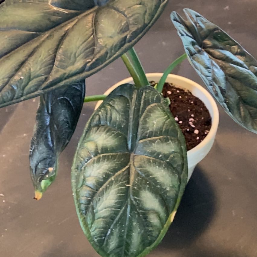Alocasia 'Dragon Scale' plant with dark green leaves in a small pot with visible soil.