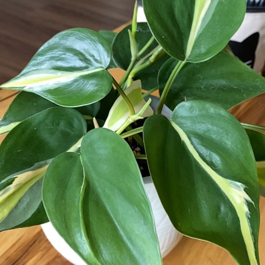 Silver Stripe Philodendron with healthy green leaves and silver stripes in a white pot.