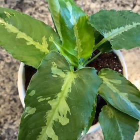 Photo of the plant species Schismatoglottis pusilla by @cmciganik named Schisma on Greg, the plant care app