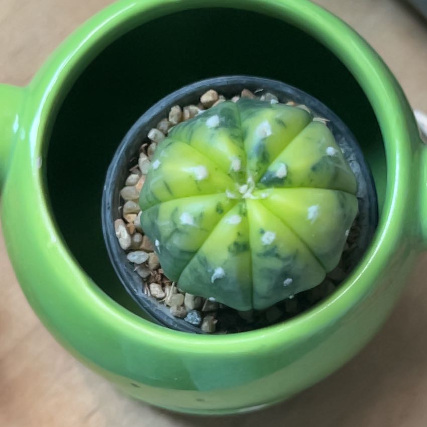 Photo of the plant species Astrophytum asterias 'Kabuto' by @WiredLuckycoin named Naomi on Greg, the plant care app