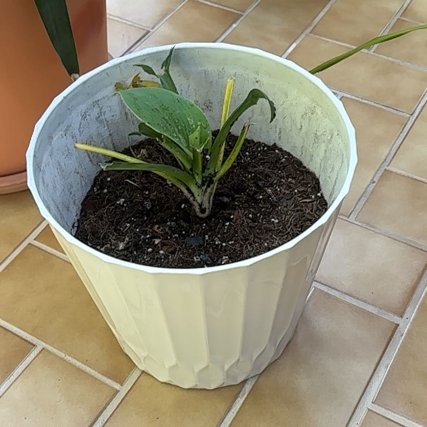 Photo of the plant species Blue Mouse Ear Hosta by @LogicalTawa named Remington on Greg, the plant care app