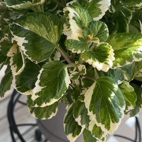 Photo of the plant species Hemizygia candy kisses by @PrettyRutabaga named Drake on Greg, the plant care app