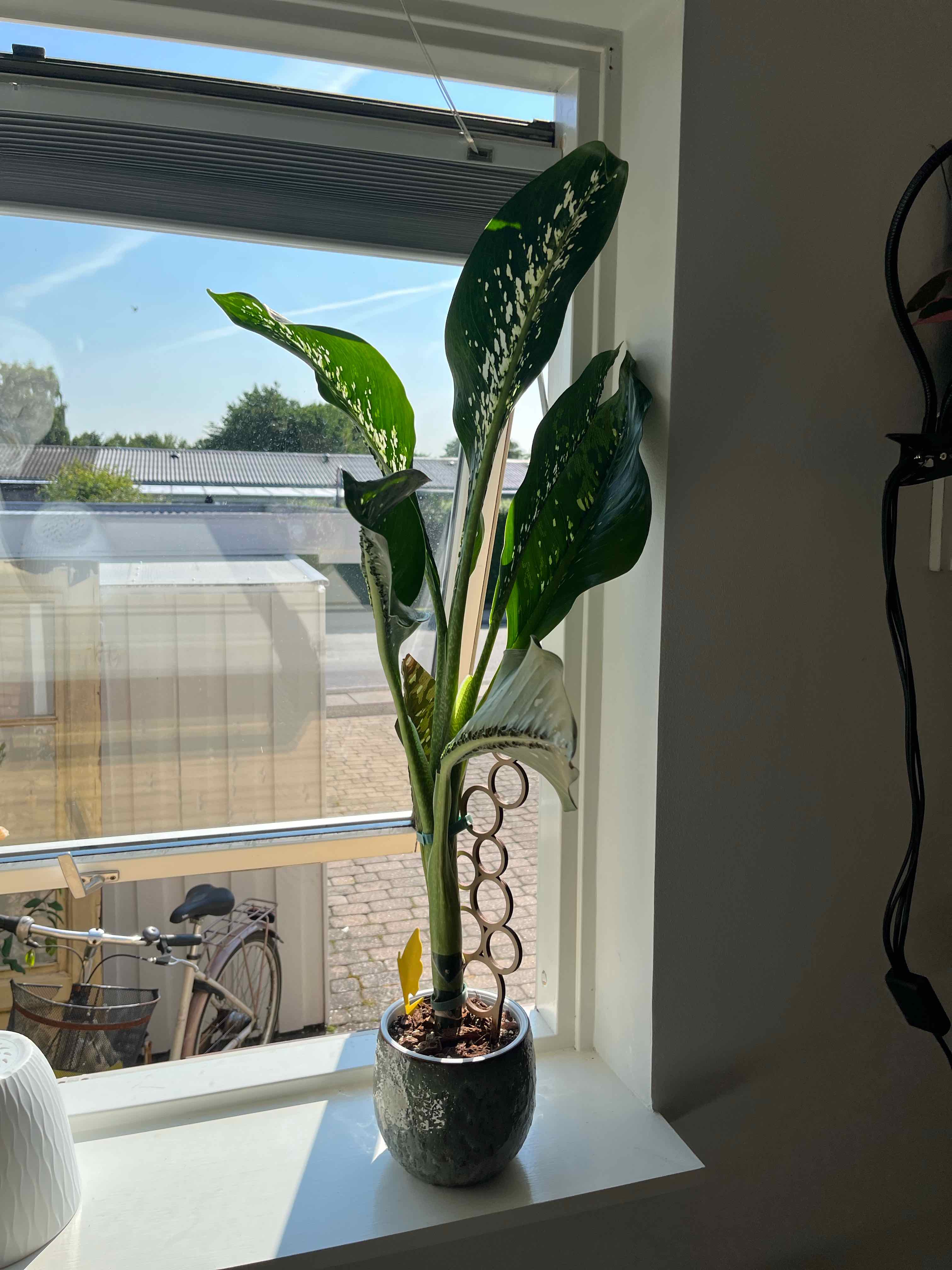 Photo of the plant species Dieffenbachia 'Crocodile' by @Treediddy named Agnes on Greg, the plant care app
