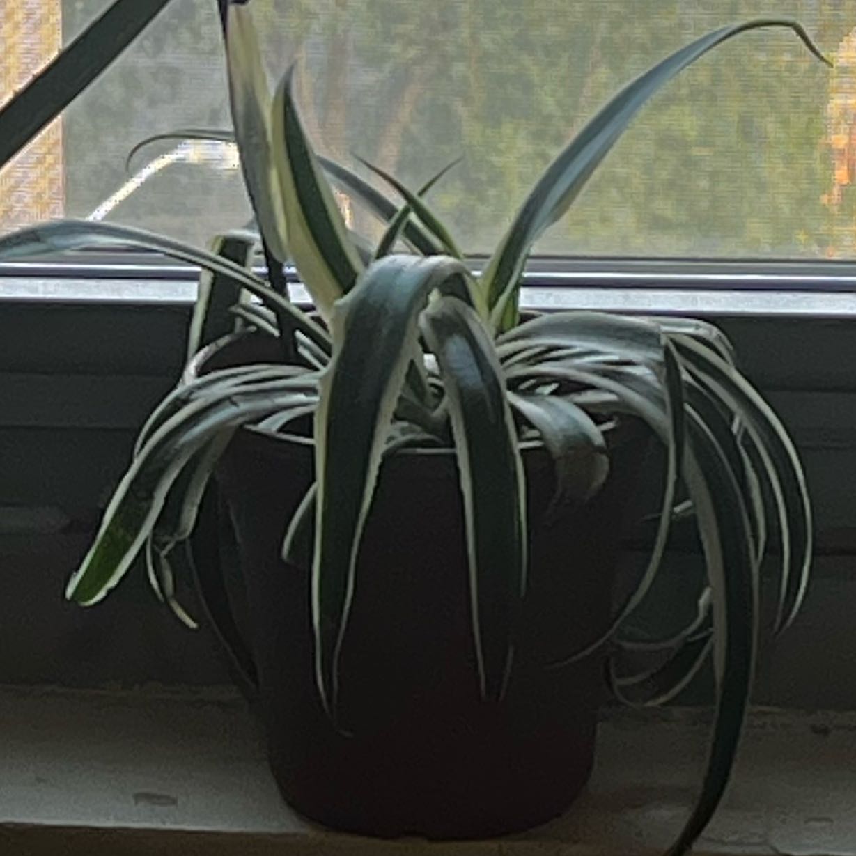 Photo of the plant species Mangave 'Snow Leopard' by @TrueCrowpoison named Lavender on Greg, the plant care app