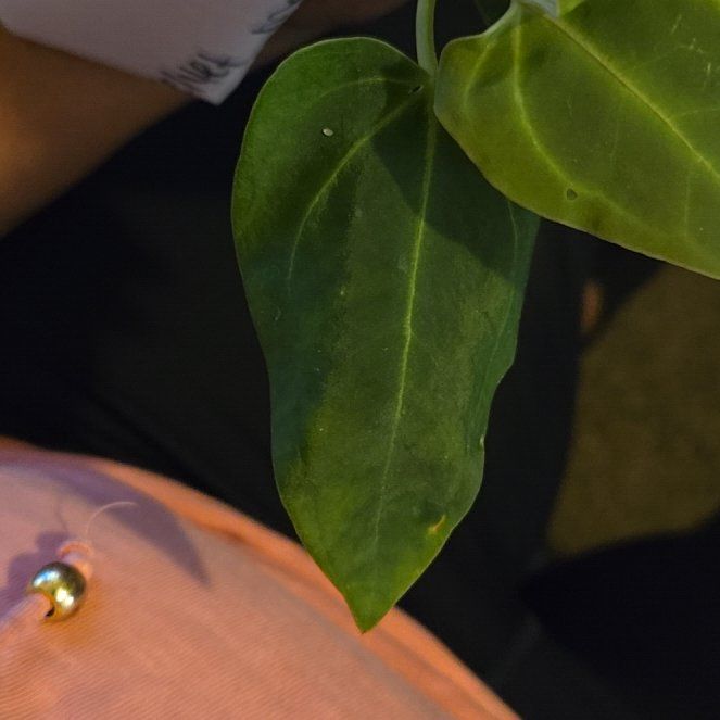 Photo of the plant species Anthurium Velvet Shadow X Hoffmanii X by @SageOrangespine named Rosa on Greg, the plant care app