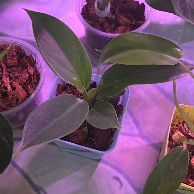 Photo of the plant species Comb-leaf philodendron by @SageOrangespine named McKinley on Greg, the plant care app