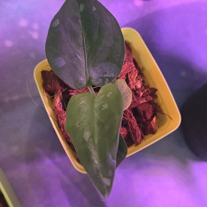 Photo of the plant species Aglaonema rotundum 'Pictum Tricolor' by @SageOrangespine named Ronaldo on Greg, the plant care app