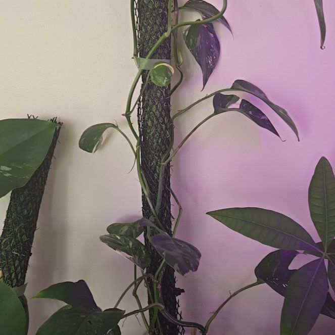 Photo of the plant species Epipremium Albo by @SageOrangespine named Khaleesi on Greg, the plant care app