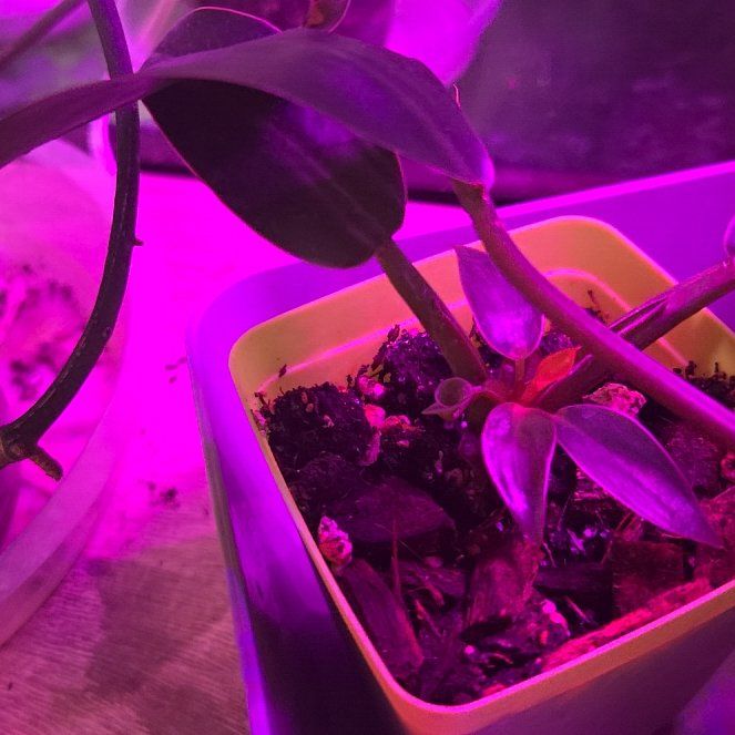 Photo of the plant species Philodendron 'Green Goddess' by @SageOrangespine named Lebron on Greg, the plant care app