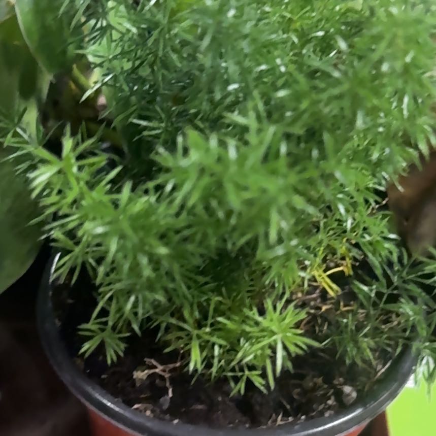 Photo of the plant species Meyer's Fern by @LovingVaseplant named Sherlock on Greg, the plant care app