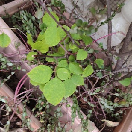 Photo of the plant species American Hogpeanut by @OpenmindedLime named Remington on Greg, the plant care app