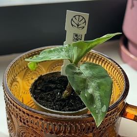 Photo of the plant species Max Tricolor Aglaonema by @SultryTrextoes named Harper on Greg, the plant care app