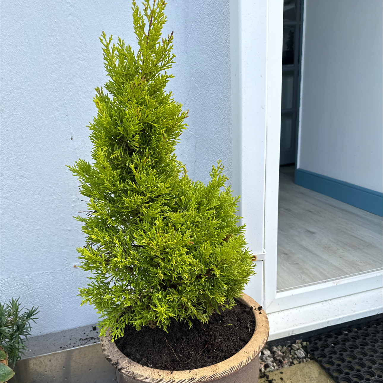 Photo of the plant species Conifer by @PlantMama52 named Connie on Greg, the plant care app