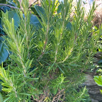 Rosemary plant in Cornwall, England