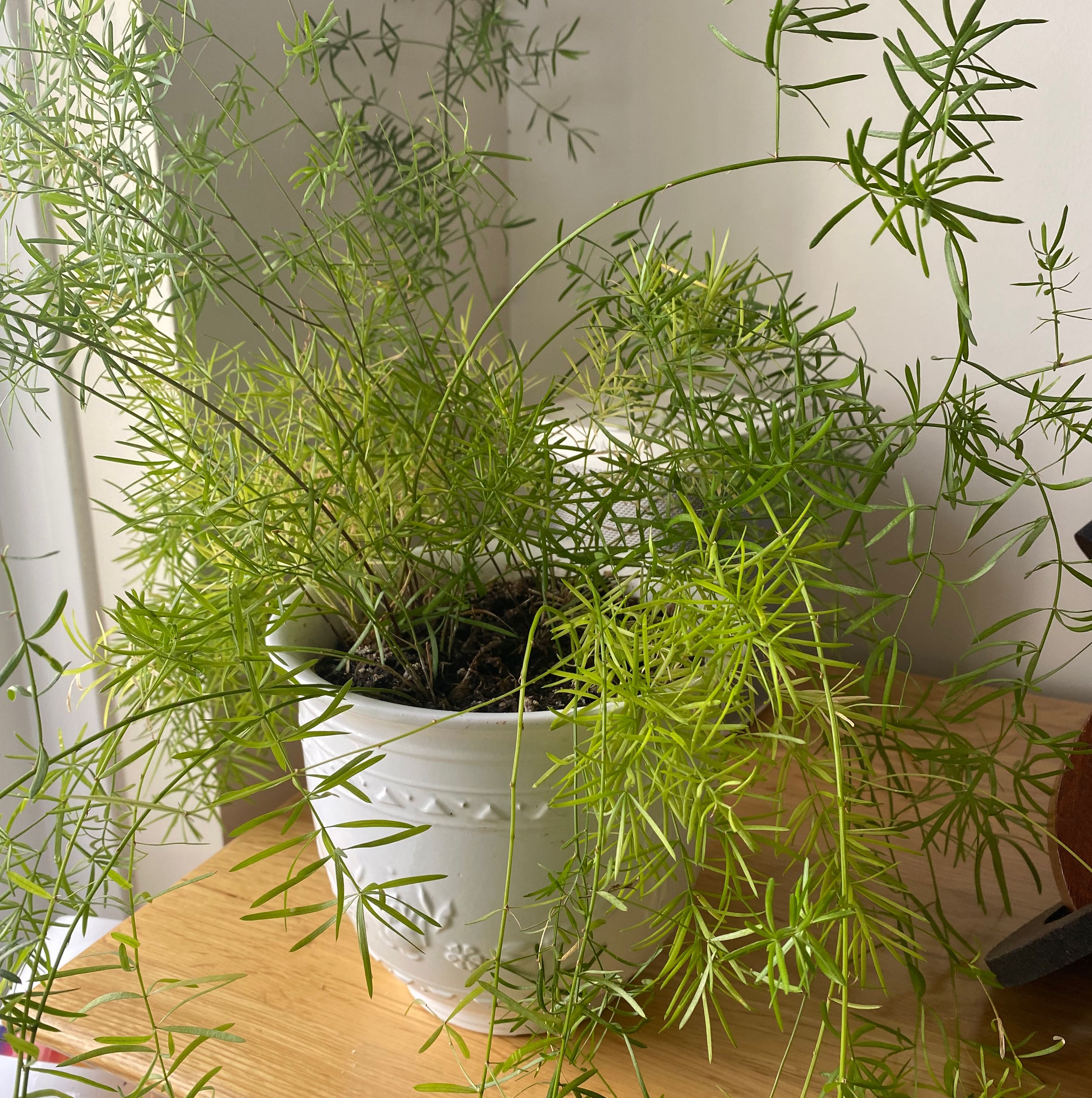 Potted Sprenger's Asparagus plant with thin, needle-like leaves, vibrant green foliage, and visible soil.