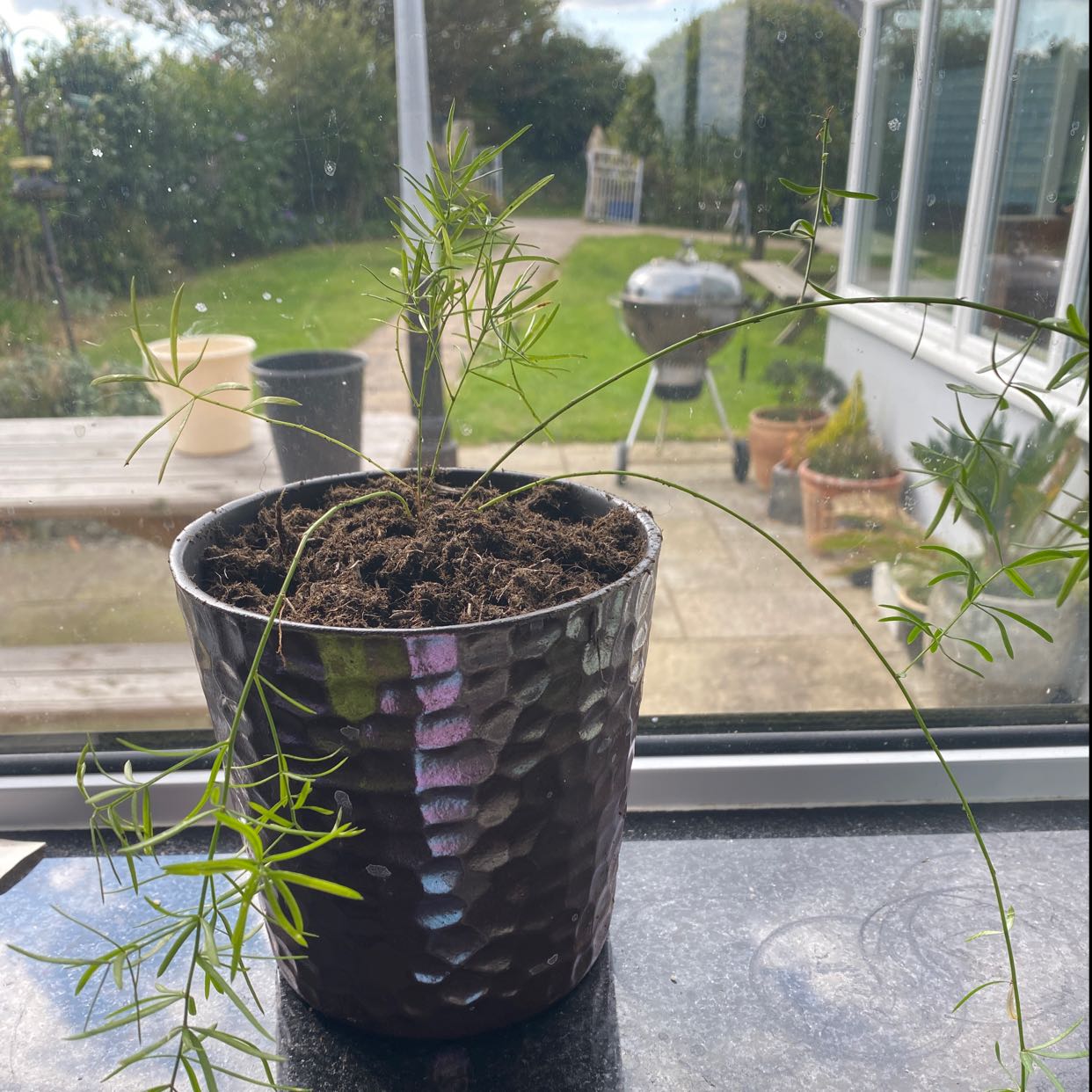 Potted Sprenger's Asparagus plant on a windowsill with visible soil and green foliage.