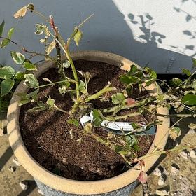 Photo of the plant species Tea Rose by @PlantMama52 named Gates on Greg, the plant care app