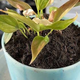 Photo of the plant species Pink Peace Lily by @PlantMama52 named Surya on Greg, the plant care app