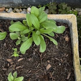 Photo of the plant species Broadleaf Forget-Me-Not by @PlantMama52 named Baesil on Greg, the plant care app