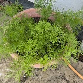 Photo of the plant species Nigella by @PlantMama52 named Fernie Mercury on Greg, the plant care app