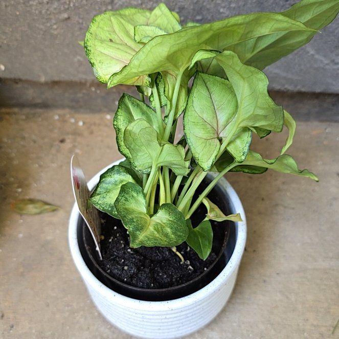 Photo of the plant species Syngonium 'Exotic Allusion' by @BraveCrossberry named Apollo on Greg, the plant care app