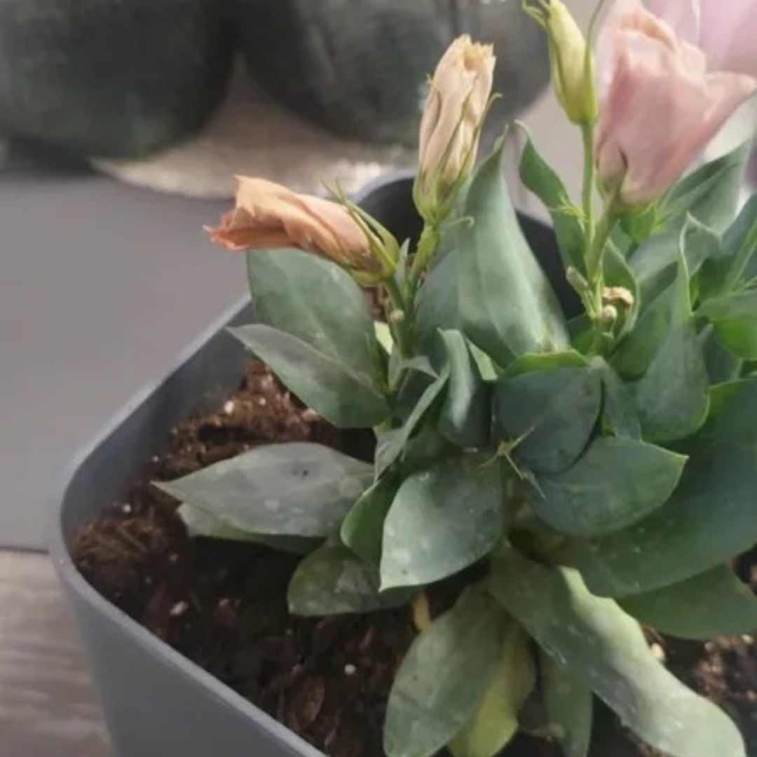 Photo of the plant species Texas bluebells by @WholePileasugar named Coco on Greg, the plant care app