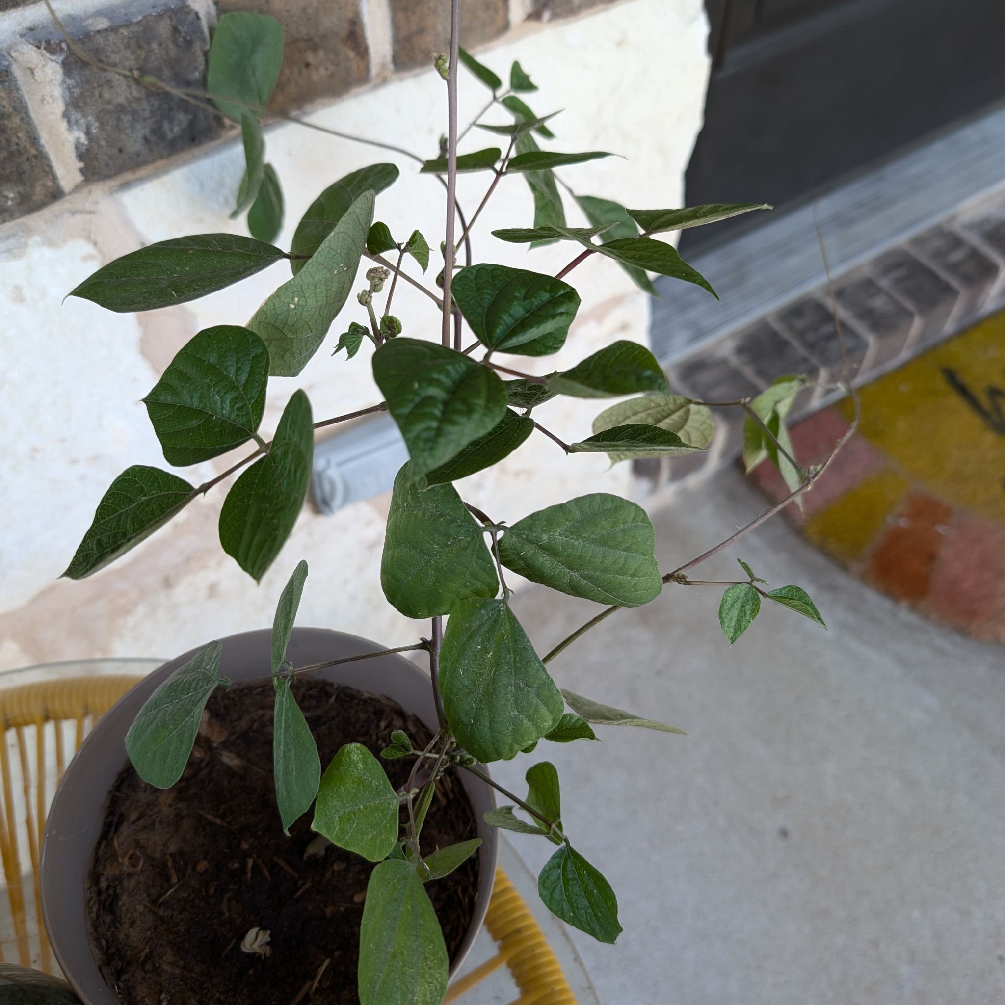 Leaf Erikson