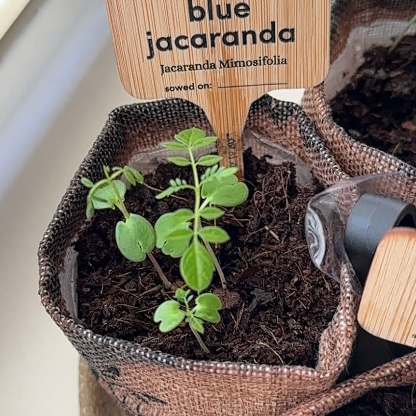 Photo of the plant species Jacaranda mimosifolia by @ConcreteKaraka named Harmony on Greg, the plant care app