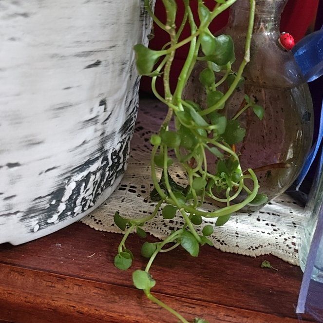 Photo of the plant species String of Turtles by @BenevolentCorn named Eva on Greg, the plant care app