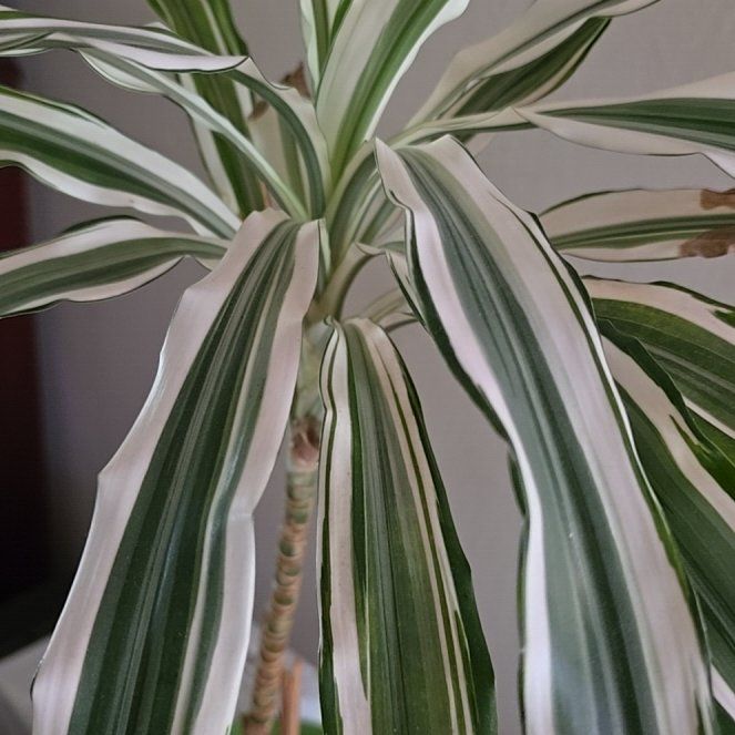Photo of the plant species Dracaena Goldstar by @BenevolentCorn named Foxxy on Greg, the plant care app