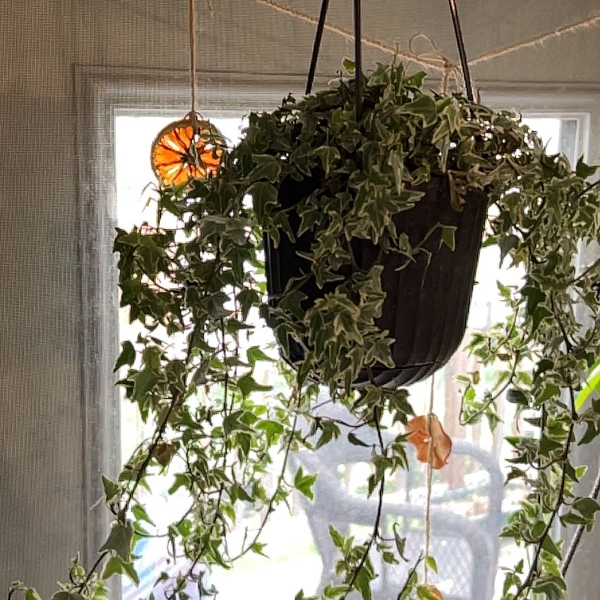 Photo of the plant species Varigated English Ivy by @SwiftBaywillow named Harmony on Greg, the plant care app