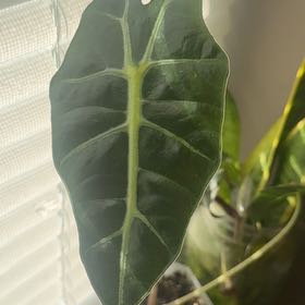 Photo of the plant species Alocasia Purpley by @BlissfulMorombe named Rainier on Greg, the plant care app