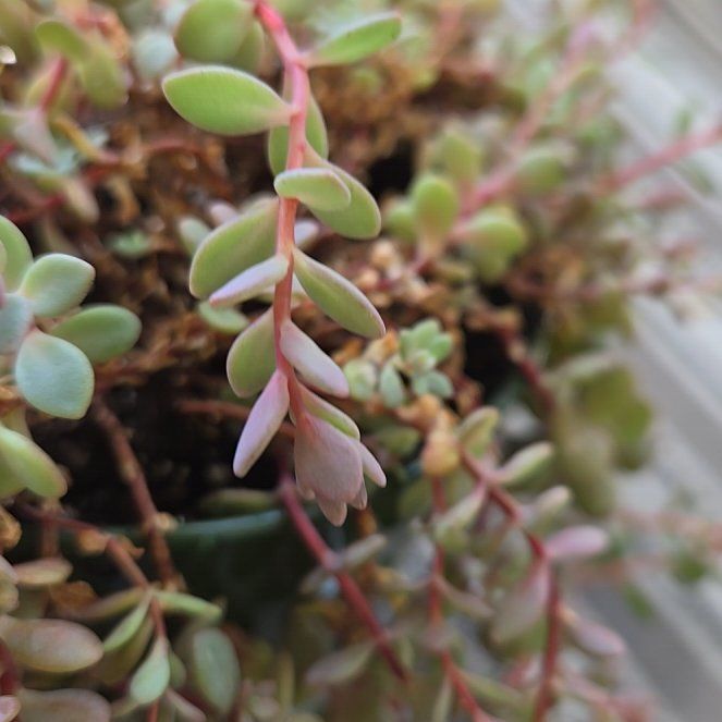 Photo of the plant species Sedum cauticola by @WillPoindexter named Athena on Greg, the plant care app