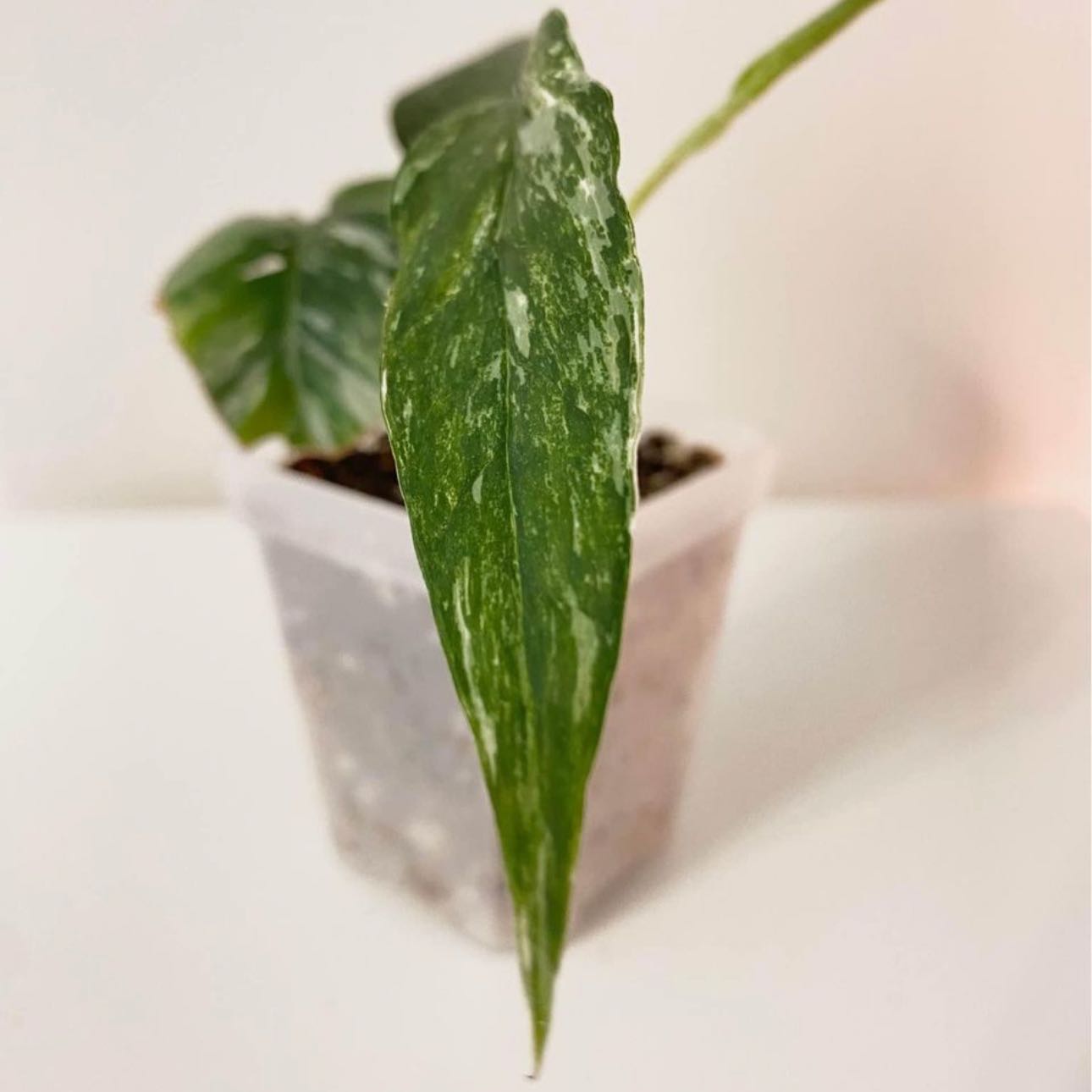 Close-up of a healthy Albo Epipremnum Pinnatum leaf with variegation in a pot.