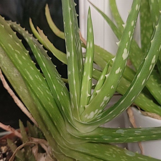 Photo of the plant species aloe by @ahanslipryan named Sol on Greg, the plant care app