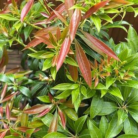 Photo of the plant species Japanese Andromeda by @PoisedBanksrose named Diana,. on Greg, the plant care app
