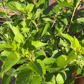Photo of the plant species Western Dogwood by @PoisedBanksrose named Sproutacus on Greg, the plant care app