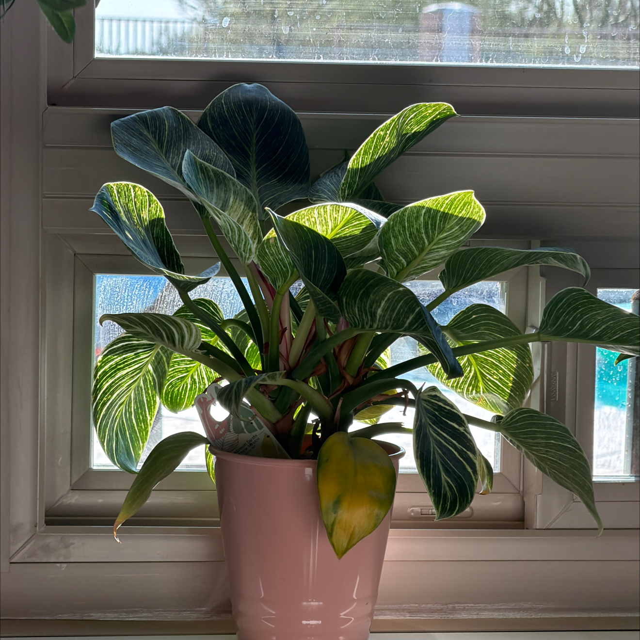 Photo of the plant species Brazil Philodendron by @LimberSeaoats named Remington on Greg, the plant care app