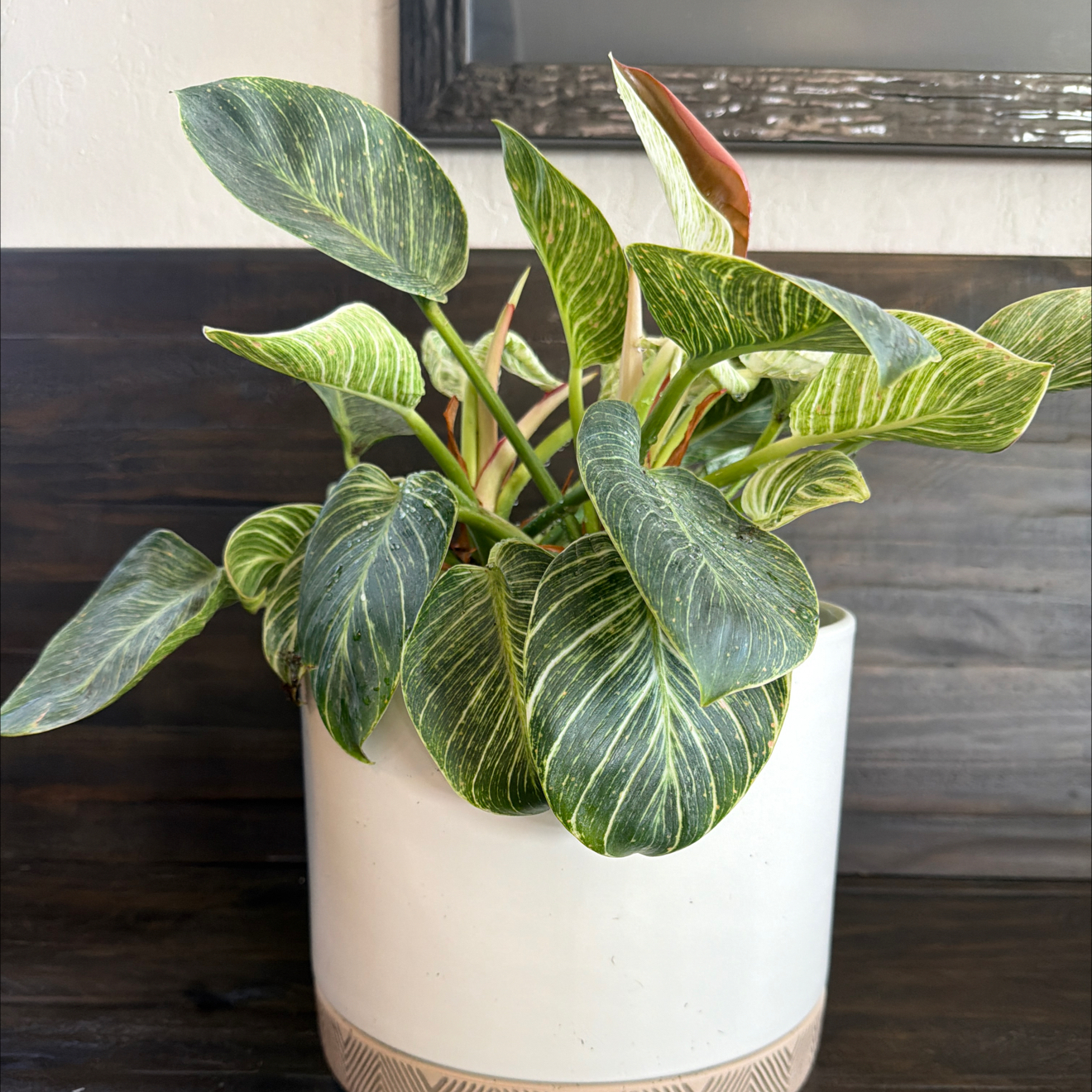 Photo of the plant species Brazil Philodendron by @LimberSeaoats named Remington on Greg, the plant care app