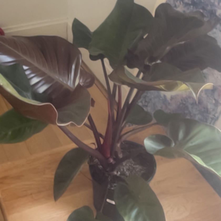 Photo of the plant species Philodendron erubescens 'Black Cardinal x Caramel' by @SparklyCorn named Harmony on Greg, the plant care app