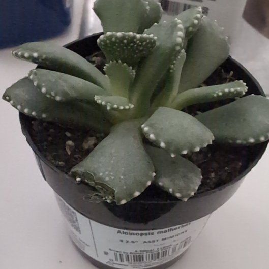 Photo of the plant species Giant Jewel Plant by @SpeedyLilliput named Sonora on Greg, the plant care app