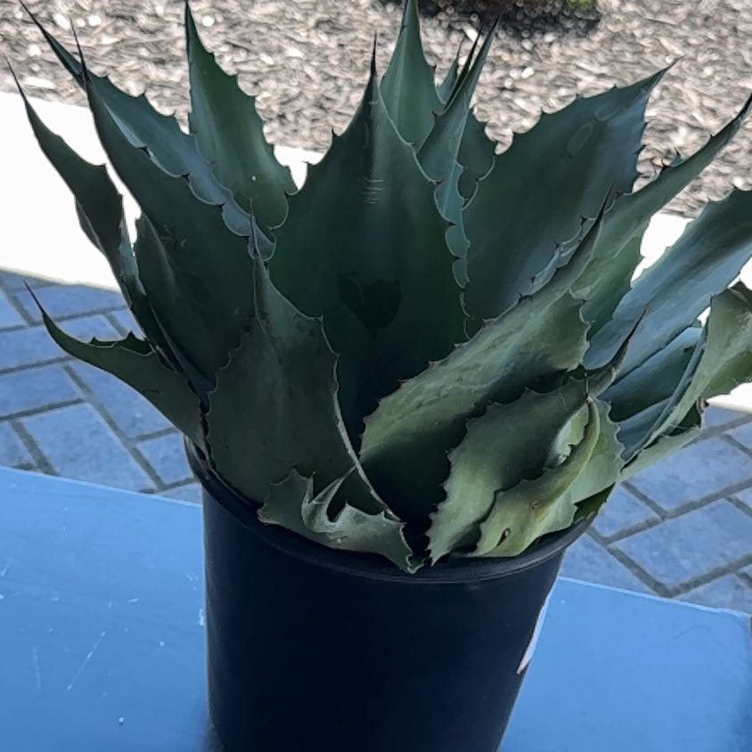 Photo of the plant species Whale's Tongue Agave by @BalancedBlinks named Marilyn on Greg, the plant care app