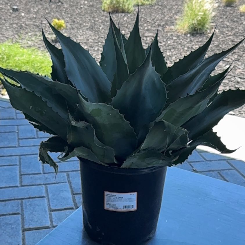 Photo of the plant species Whale's Tongue Agave by @BalancedBlinks named Leonardo on Greg, the plant care app
