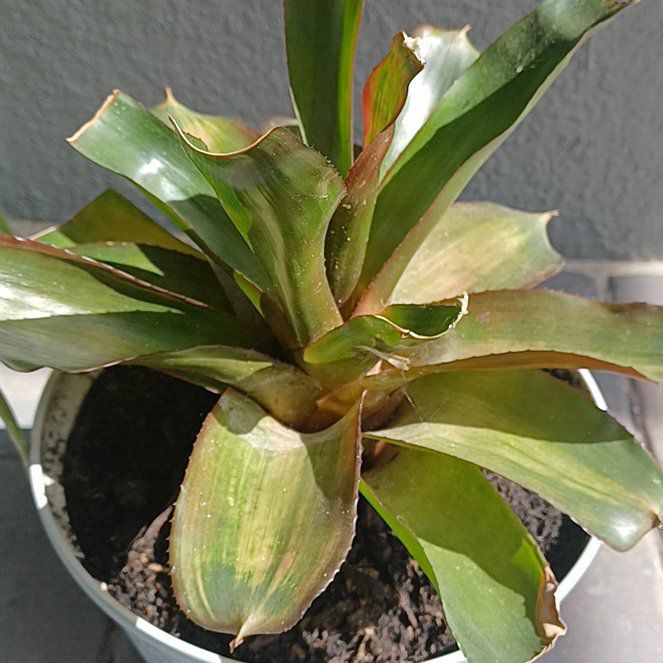 Photo of the plant species Neoregelia by @AstuteShallot named EPCOT on Greg, the plant care app