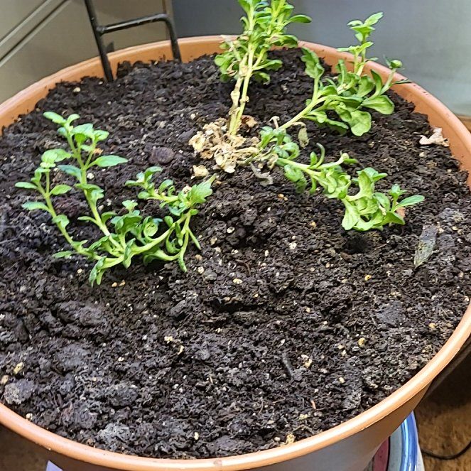 Photo of the plant species Hardy Chrysanthemum by @SassySchneckoak named Tolkien on Greg, the plant care app