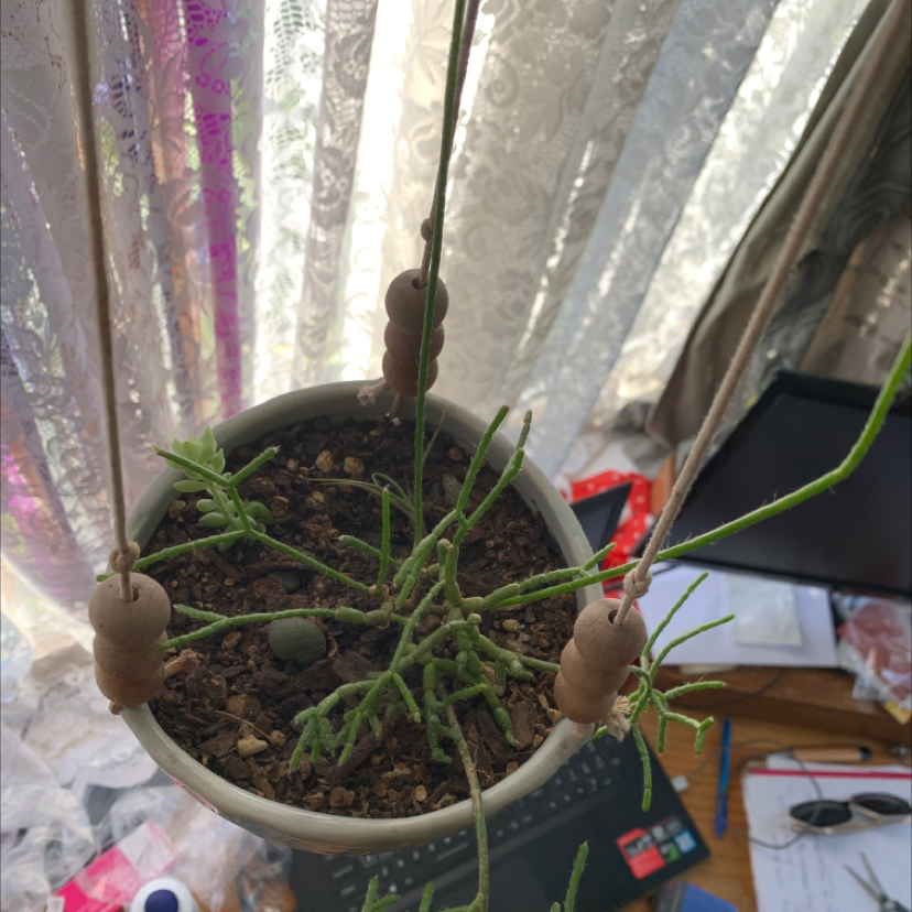 Potted Dancing Bones plant in a hanging pot with visible soil and green stems.