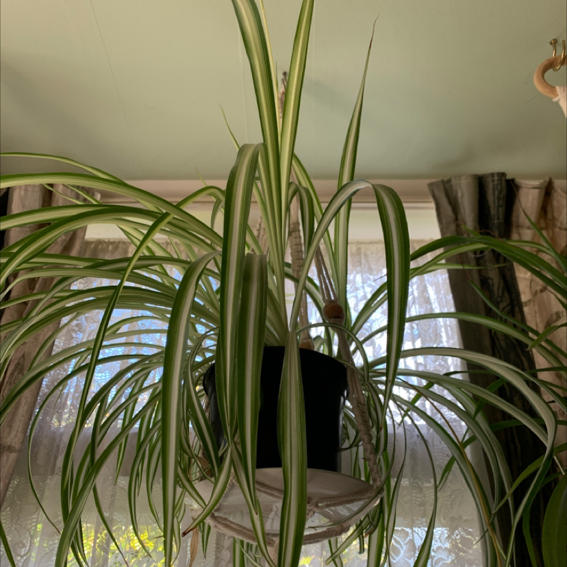 Variegated Spider Plant in a hanging pot with green and white striped leaves.