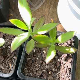 Photo of the plant species Kalanchoe streptanthus by @Plants4hisglory named Willow on Greg, the plant care app