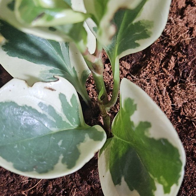 Photo of the plant species Baby Rubber Plant by @OpulentUrnplant named Beckham on Greg, the plant care app